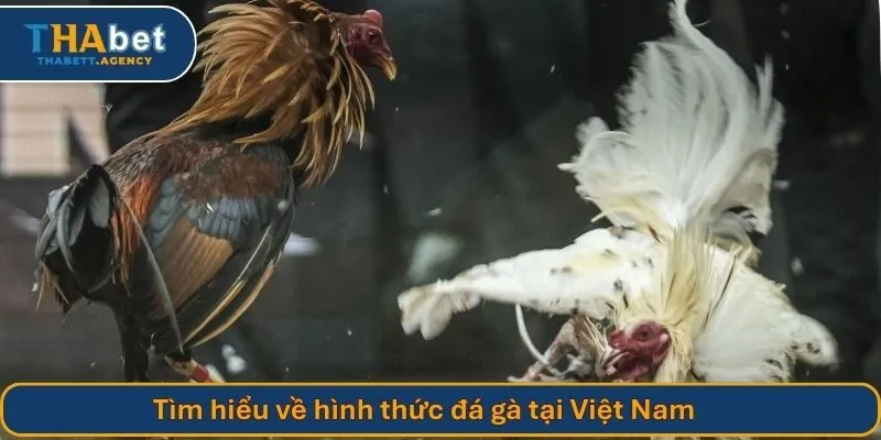 Đá gà tại Việt Nam nổi tiếng nhờ những trận đấu kịch tính & hấp dẫn
