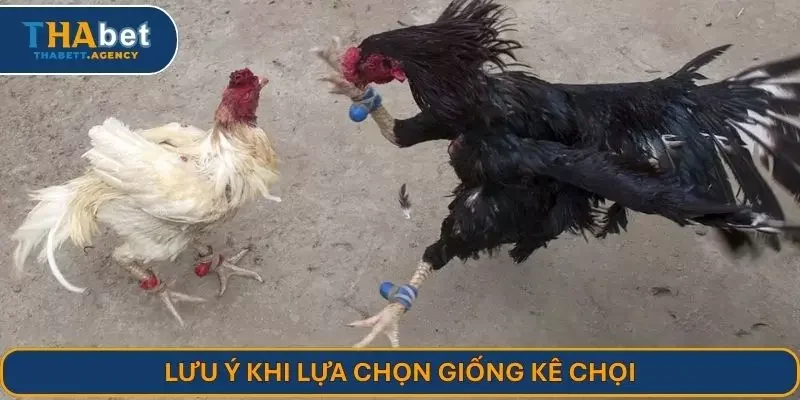 Lưu ý khi lựa chọn giống kê chọi
