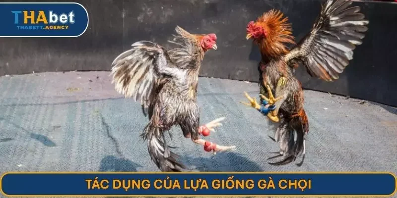Tác dụng của lựa giống gà chọi