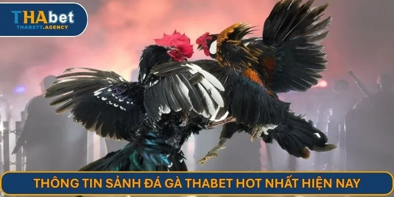 Thông tin sảnh đá gà THABET hot nhất hiện nay